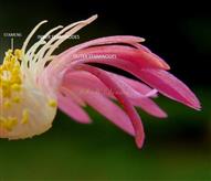  Stamens and Staminodes
